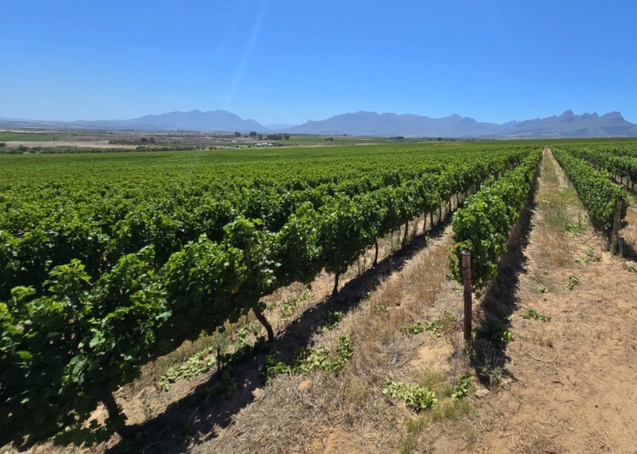 5 Bedroom Property for Sale in Stellenbosch Farms Western Cape
